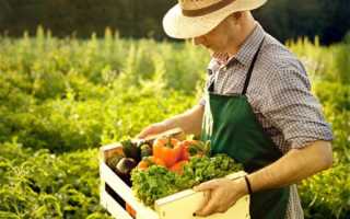 Овощи при грудном вскармливании: особенности употребления